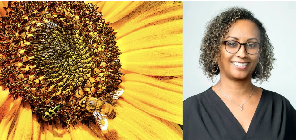 two pictures side by side; yellow sun flower with a bee and yellow bug  and a woman wearing glasses with curly short hair
